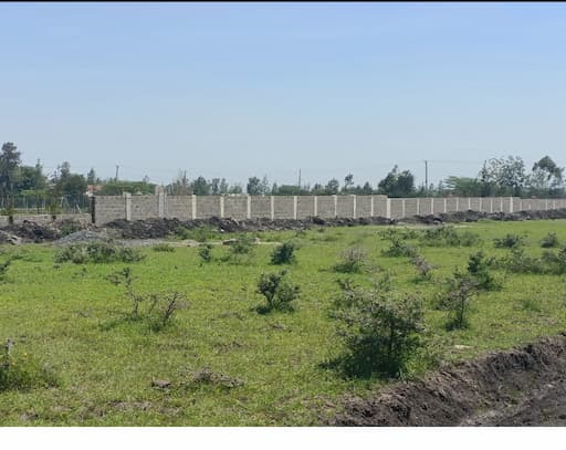 shamba (1)